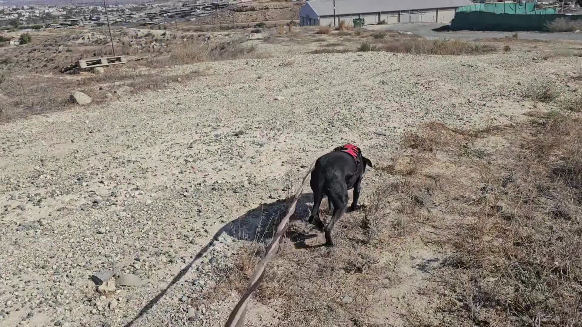 Labrador Retriever dogs for adoption: Gracie - super sweet girl! - Video 4