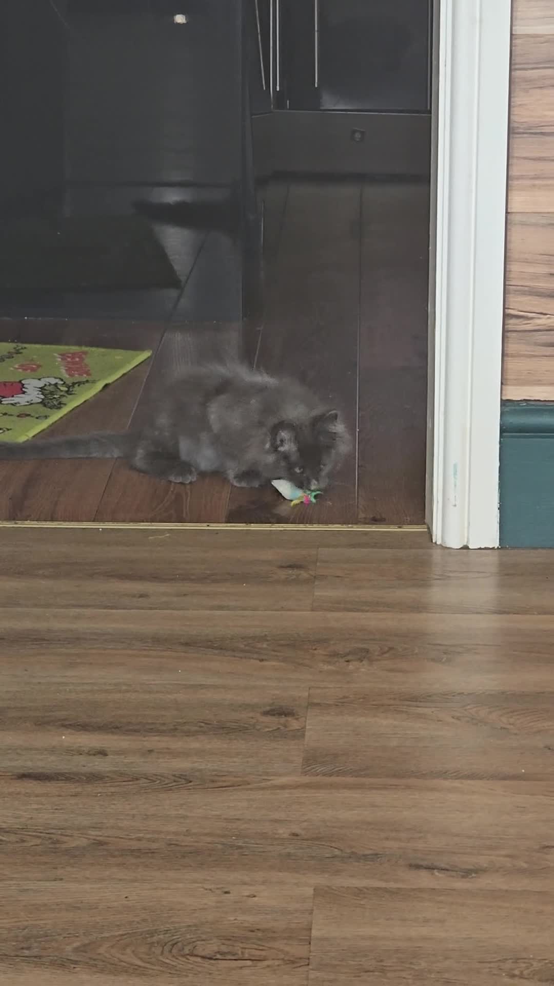 Maine Coon cats for sale: Two Beautiful Maine coons  - Video 2