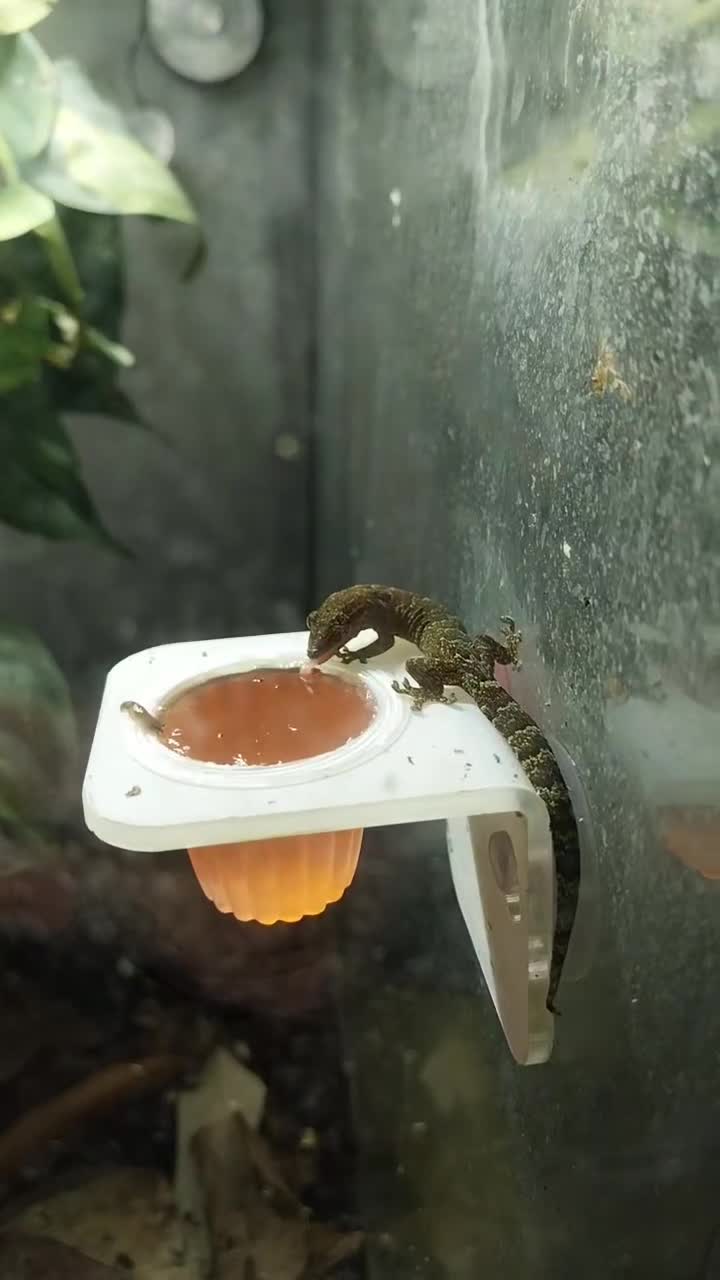 Gecko reptiles for sale: Mourning geckos. - Video 2