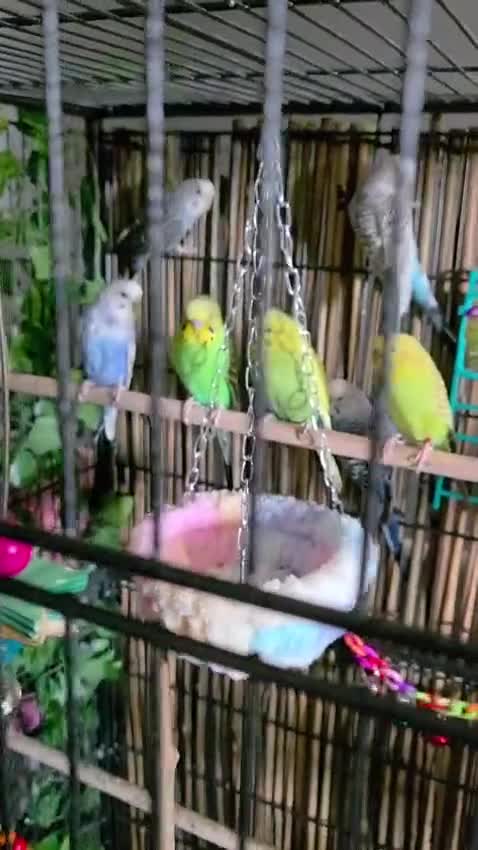 Budgerigars birds for sale: Beautiful green and blue birds - Video 2