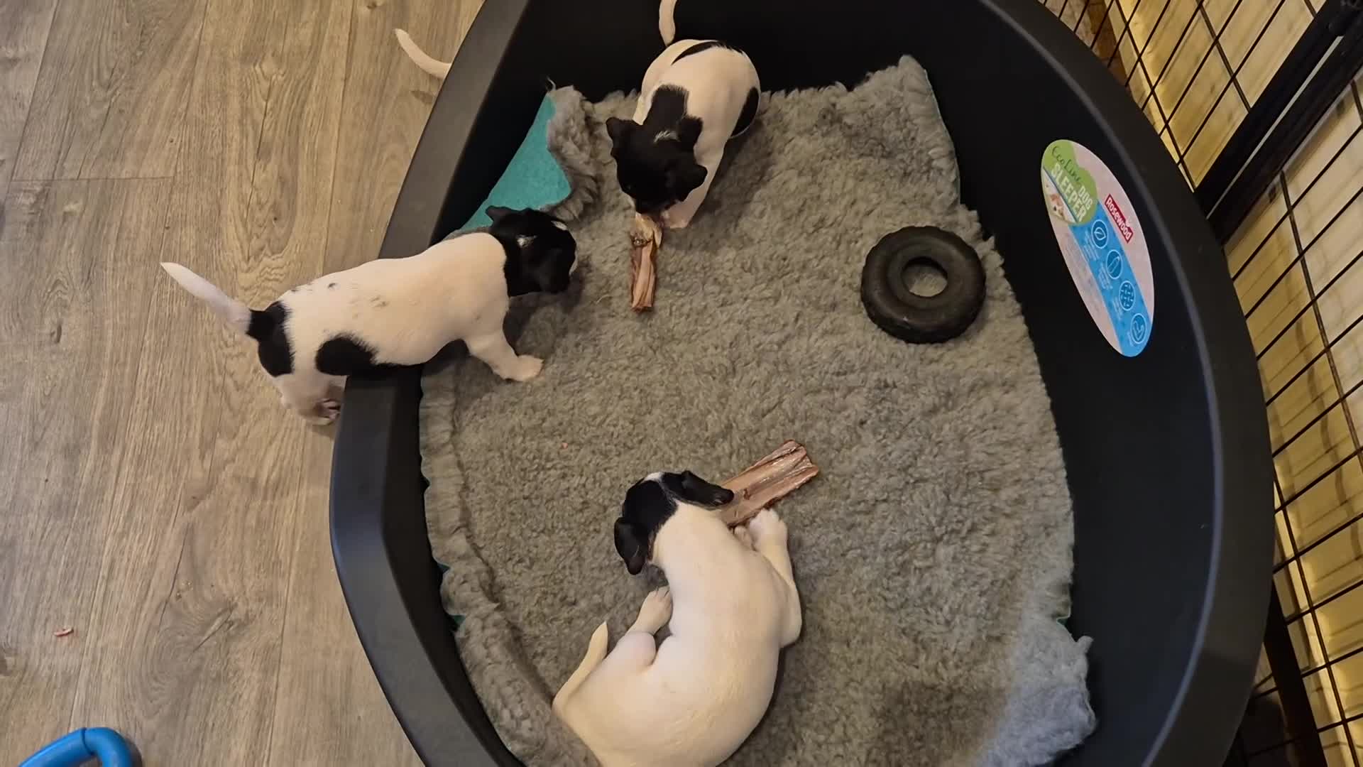 Parson Russell dogs for sale: Cracking parsons Russell puppies - Video 1