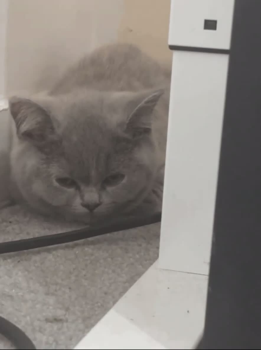 British Shorthair cats for sale: Beautiful british shorthair for sale  - Video 2