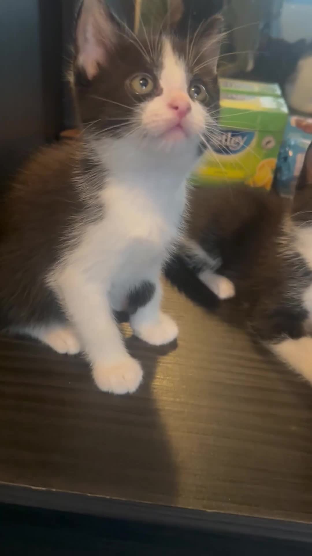Mixed Breed cats for sale: Tuxedo kittens for sale! - Video 3