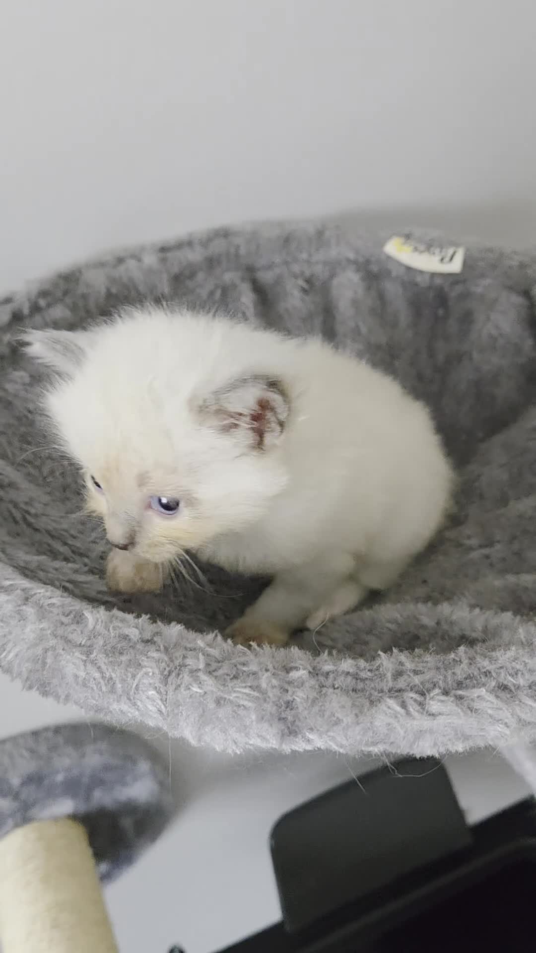 Ragdoll cats for sale: Purebred Ragdoll Kittens, Vaccinated  & Microchipp in Bradford - Video 3