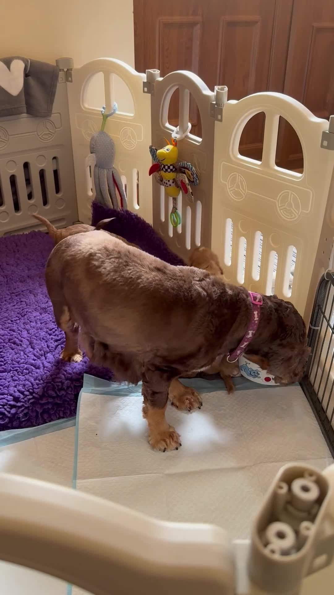 Cockapoo dogs for sale: F1 SHOW COCKAPOOS EXT DNA TESTED  - Video 2
