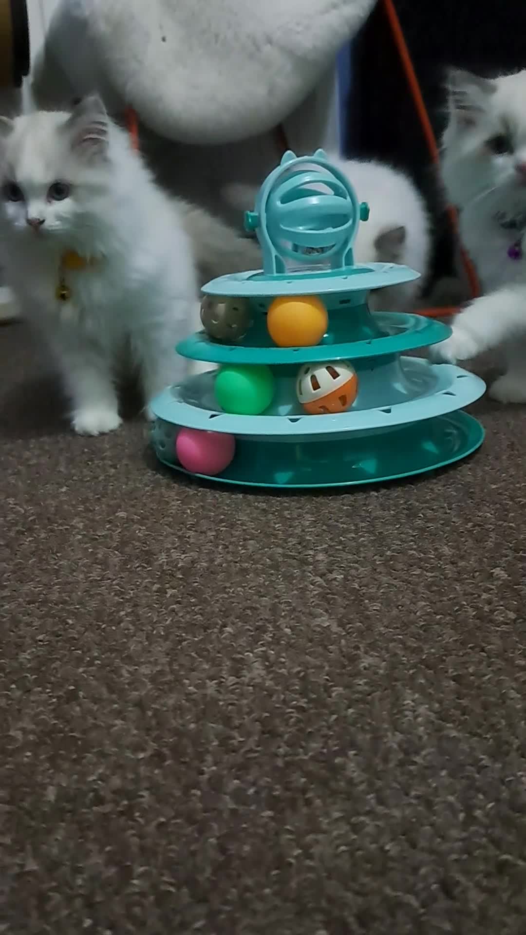 Ragdoll cats for sale: Pure Breed GCCF REG beautiful kittens - Video 2