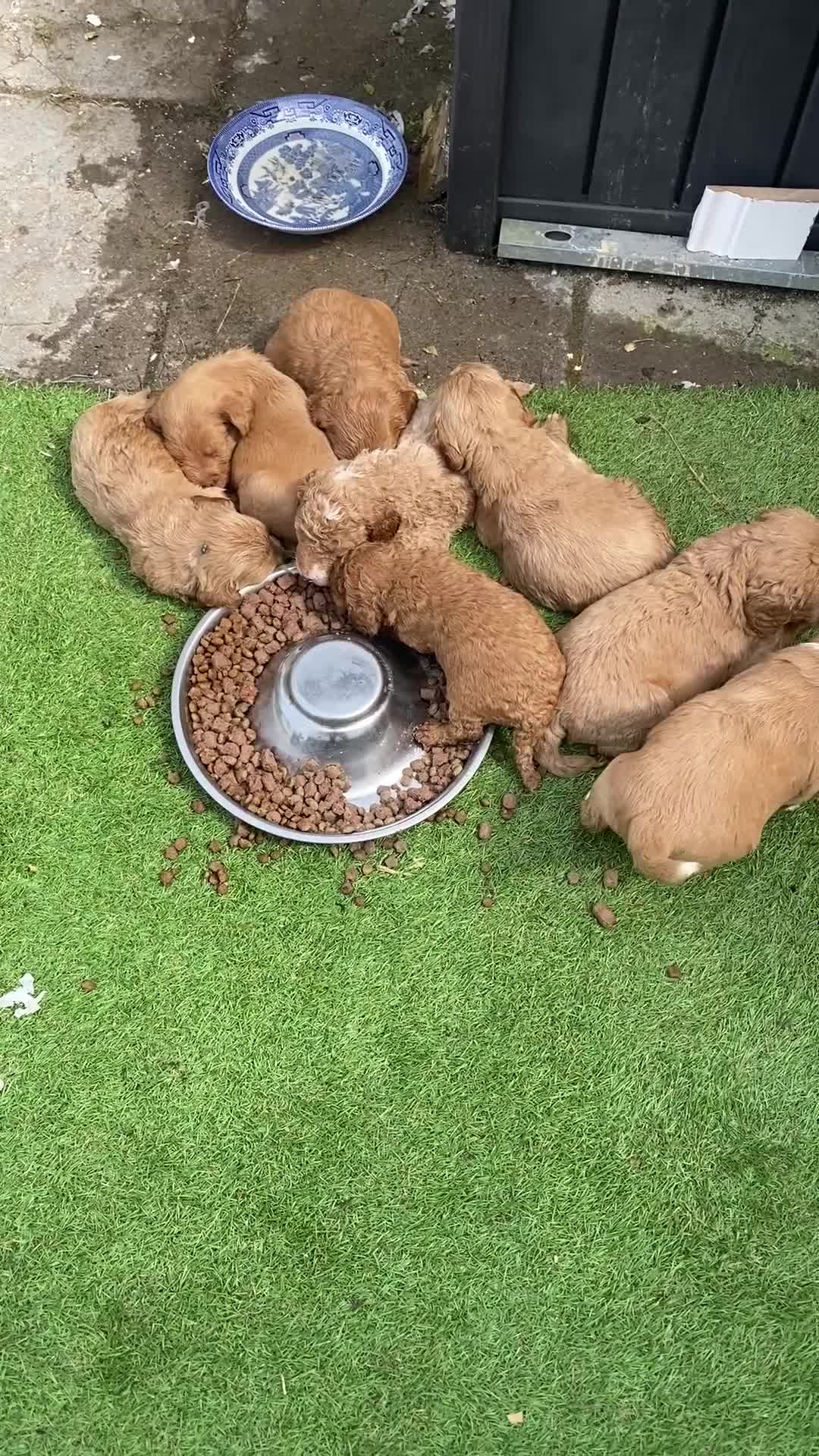 Mixed Breed dogs for sale: Labradoodle F1 Fox Red/ Australian Labradoodle  - Video 1