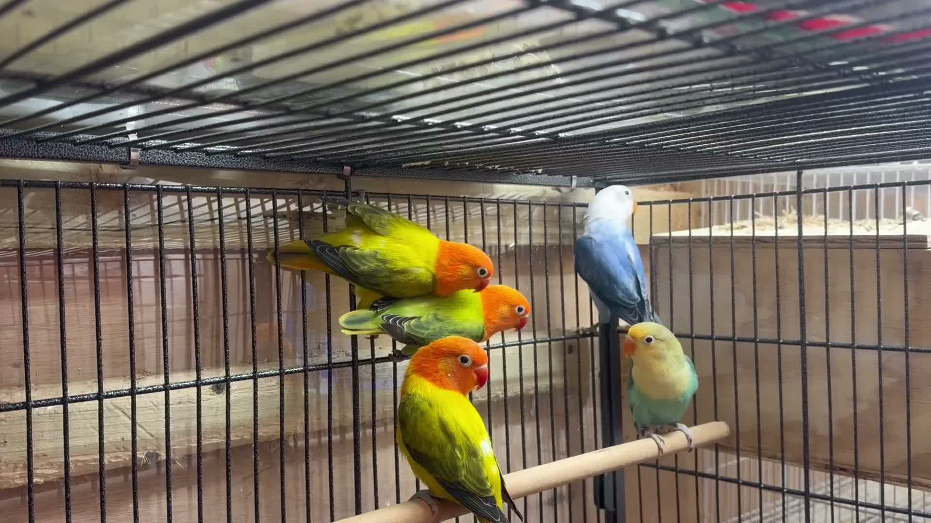 Lovebirds birds for sale: Lovebirds - Video 2