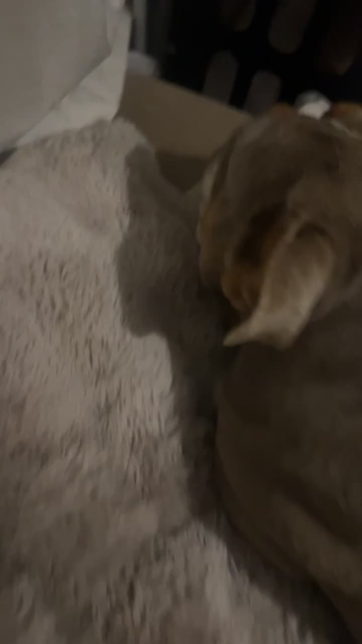 English Bulldog dogs for sale: My English’s bulldog  - Video 4