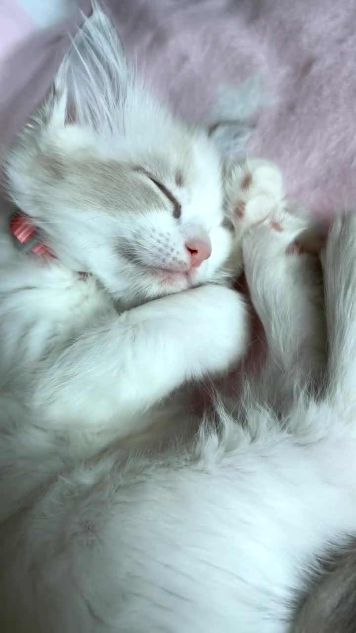 Ragdoll cats for sale: Girl ragdoll kittens  - Video 2