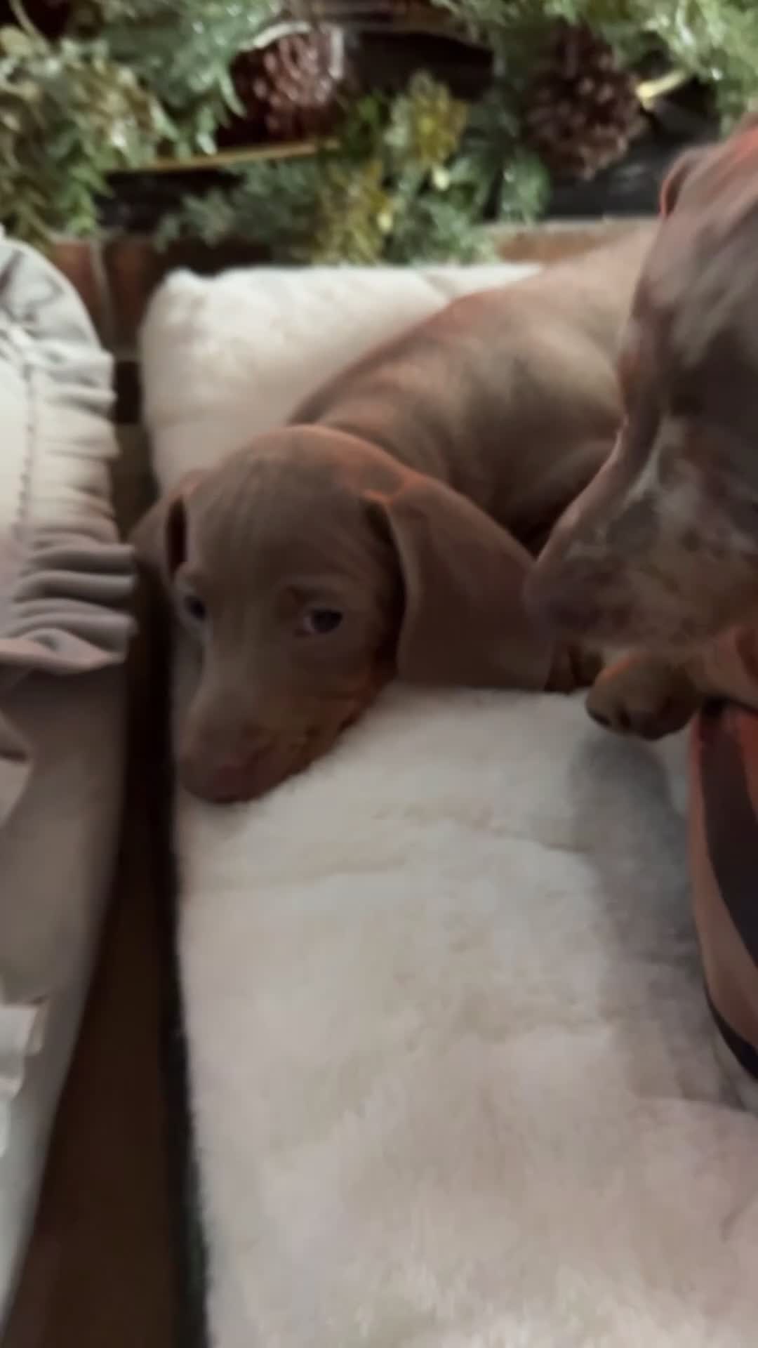 Miniature Dachshund dogs for sale: Stunning Miniature dachshund last boy left  - Video 2