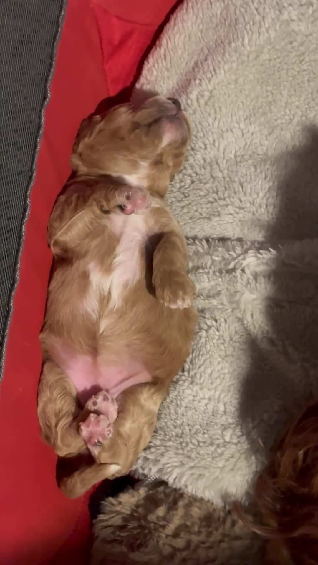 Cockapoo dogs for sale: Red Cockapoo girls F1b - Video 1