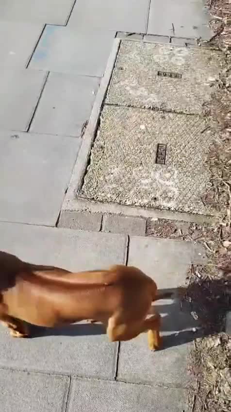 Rhodesian Ridgeback dogs for sale: Beautiful , healthy female Rhodesian Ridgeback  in London - Video 1