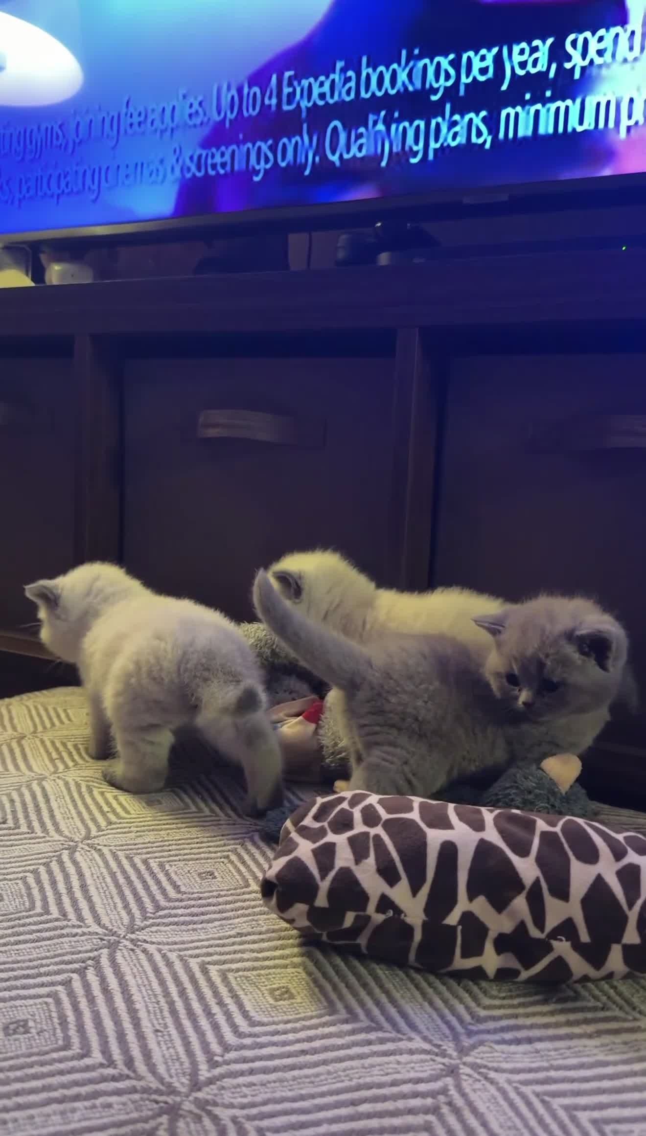 British Shorthair cats for sale: British Shorthair Kittens🐻 - Video 4