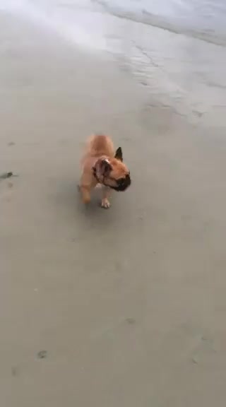 French Bulldog dogs for stud: National Champion French Bulldog at Stud. KC Reg - Video 3