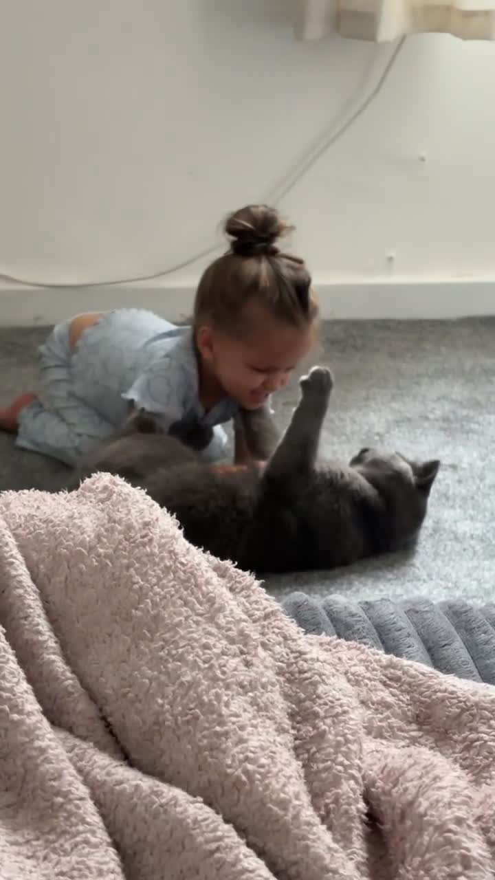 British Shorthair cats for sale: 1 year old BSH - Video 1