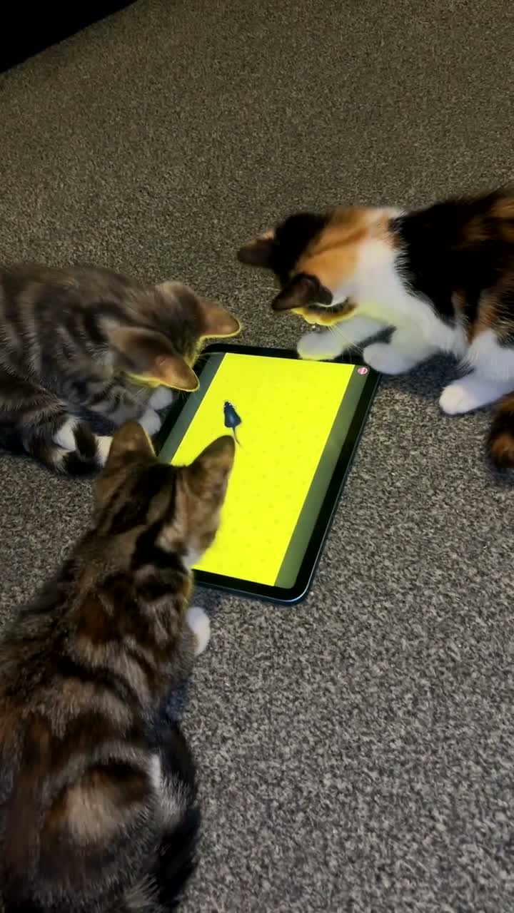 Mixed Breed cats for sale: 3 Gorgeous Female Kittens Ready Now  🐾  - Video 2