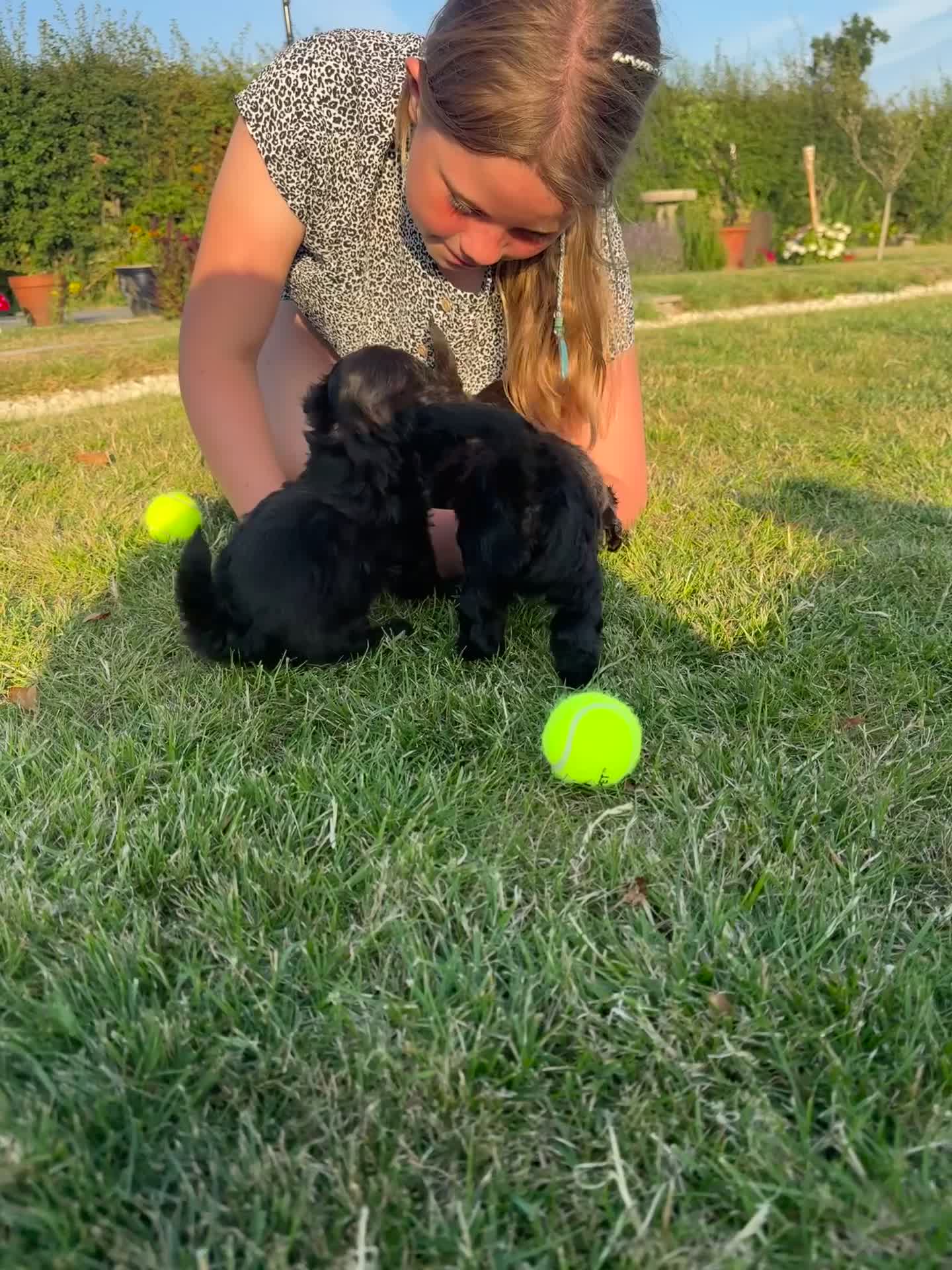 Mixed Breed dogs for sale: READY TO GO Rare Mikipoo puppy  - Video 1