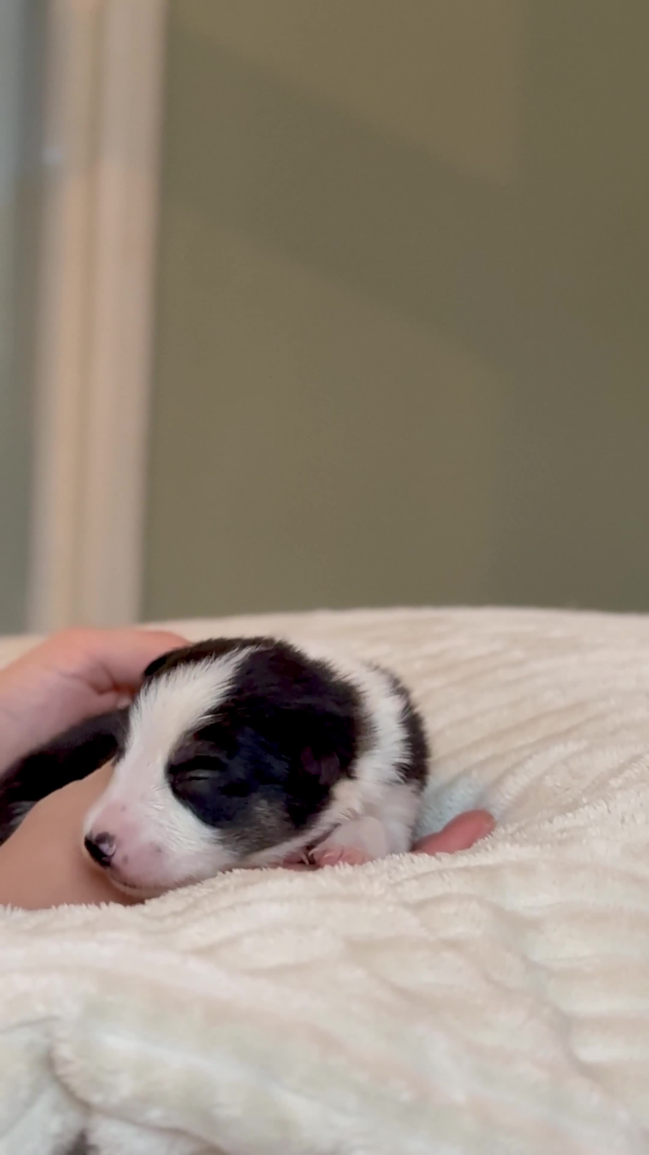 Border Collie dogs for sale: 6 Border Collie Pups For Sale **4 Boys Remaining** - Video 1