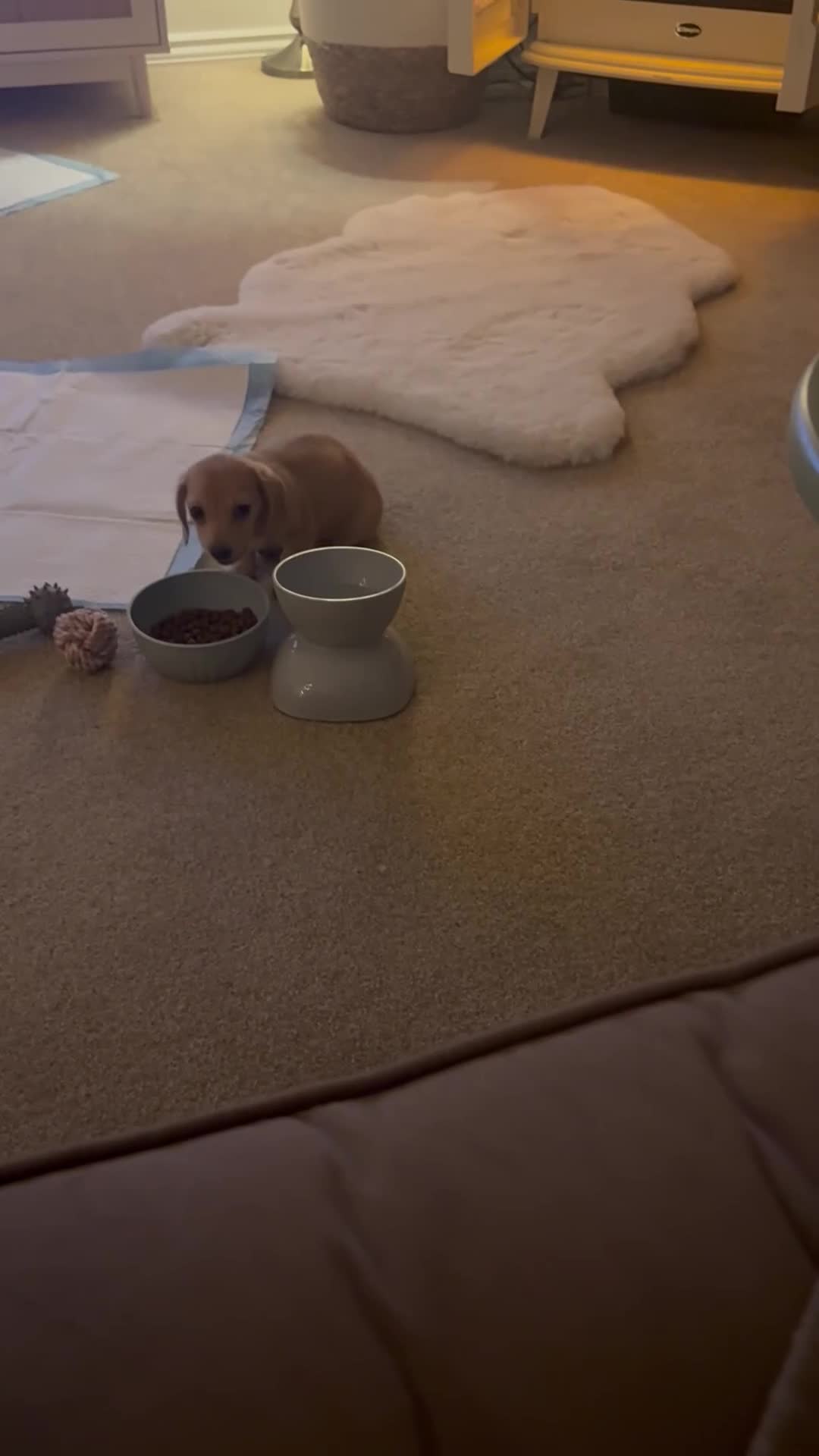 Miniature Dachshund dogs for sale: Miniature dachshund  - Video 1