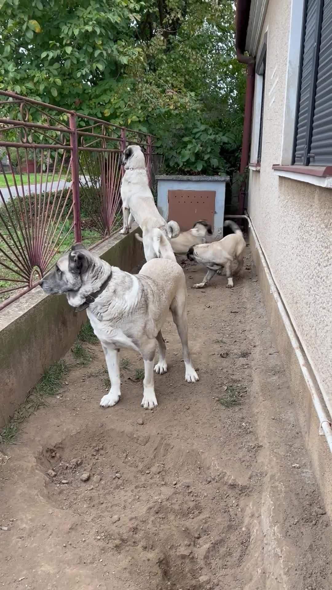 Anatolian Shepherd dogs for sale: Anatolian Shepherd(Malakli) - Video 2