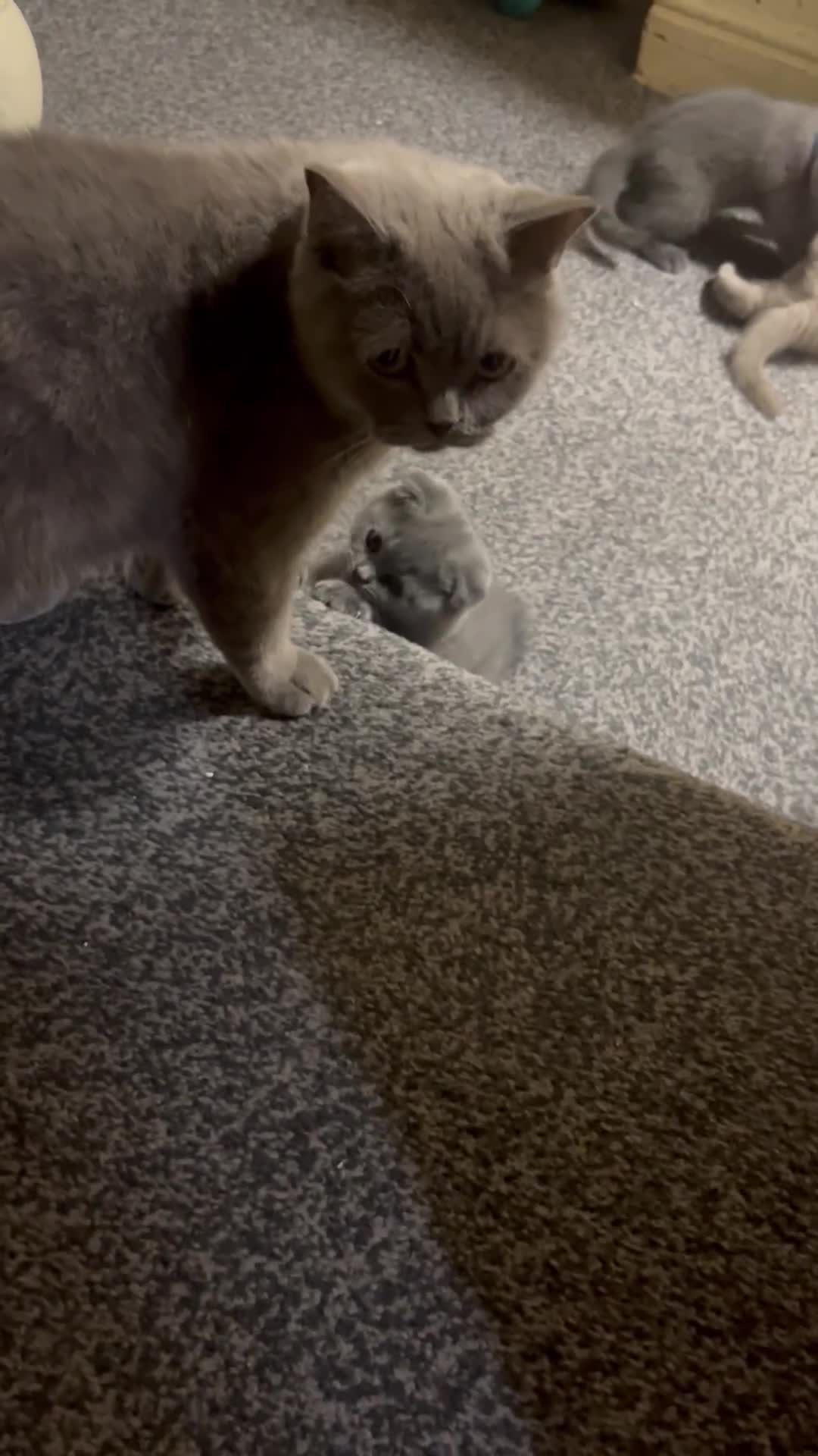 British Shorthair cats for sale: 6 little babies looking for a loving home in Leicester - Video 4