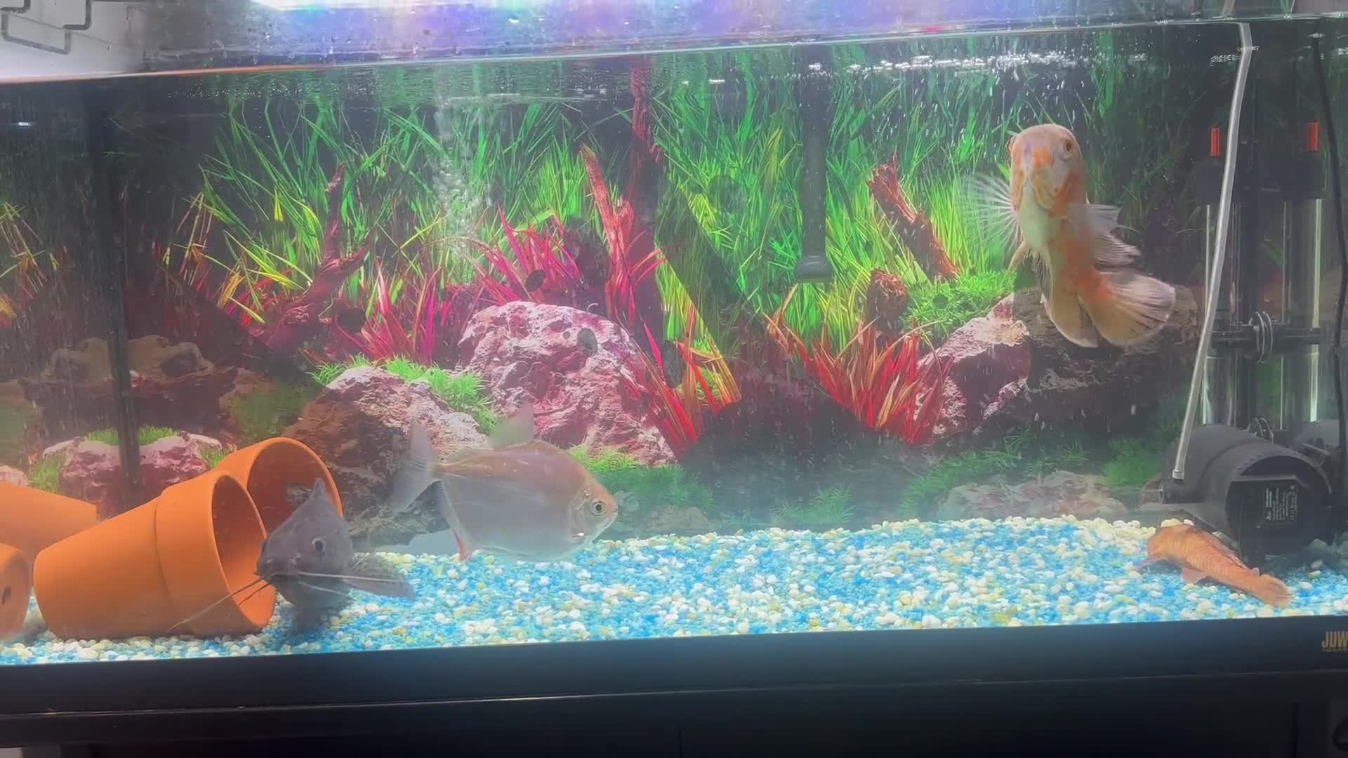 Cichlids fish for sale: Fishes for sale  - Video 1