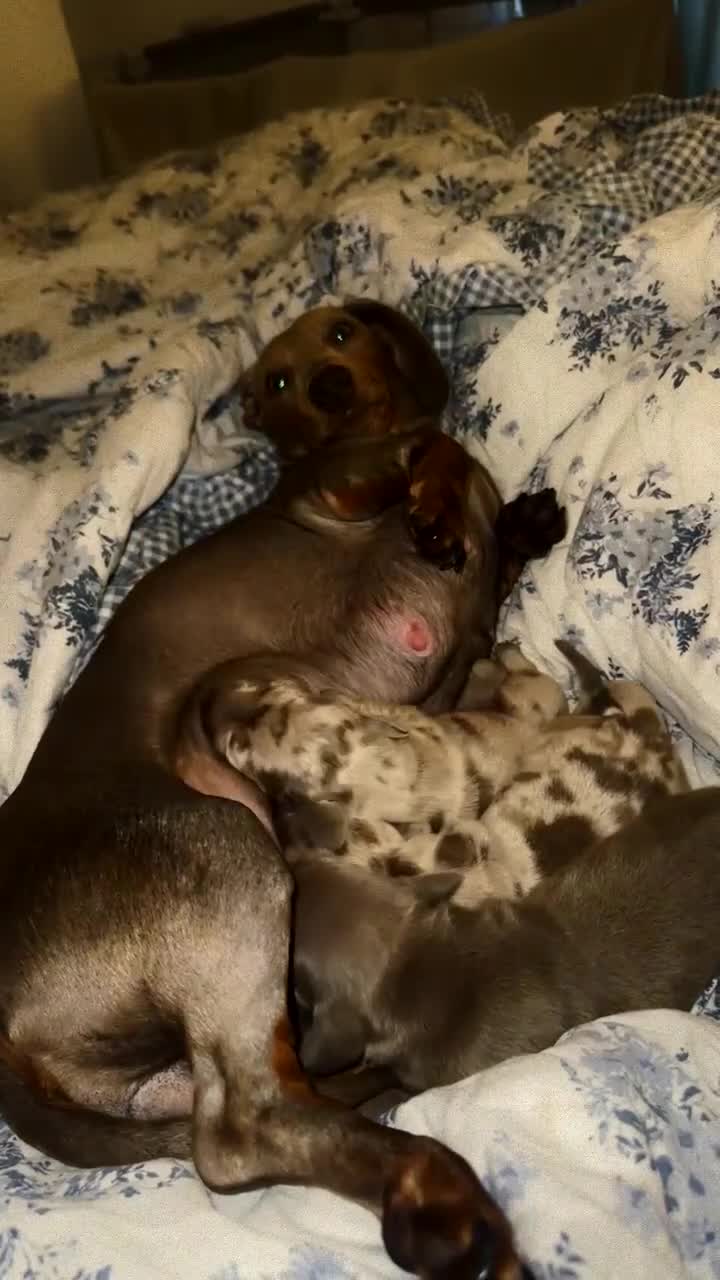 Dachshund dogs for sale: Dachshund puppies - Video 1