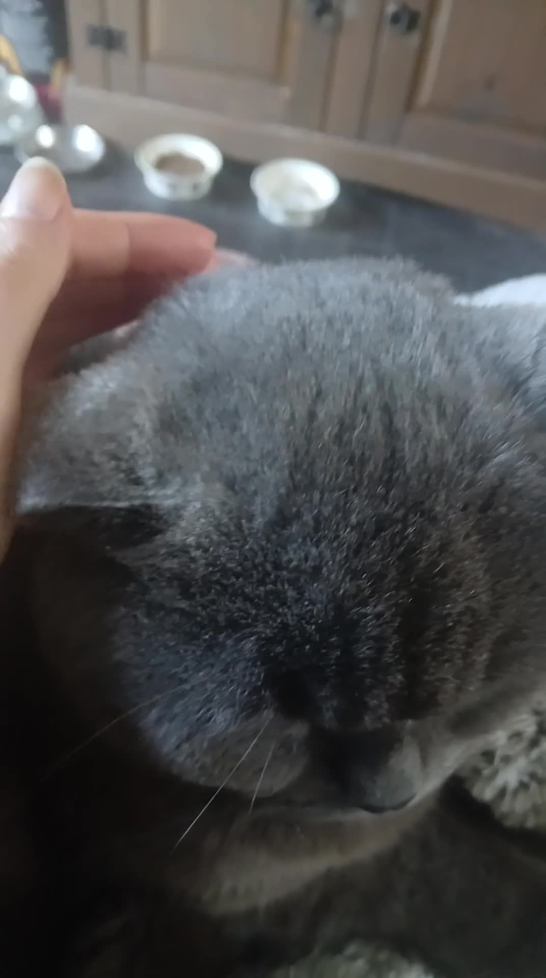 British Shorthair cats for sale: Sweet cat for sale  - Video 3