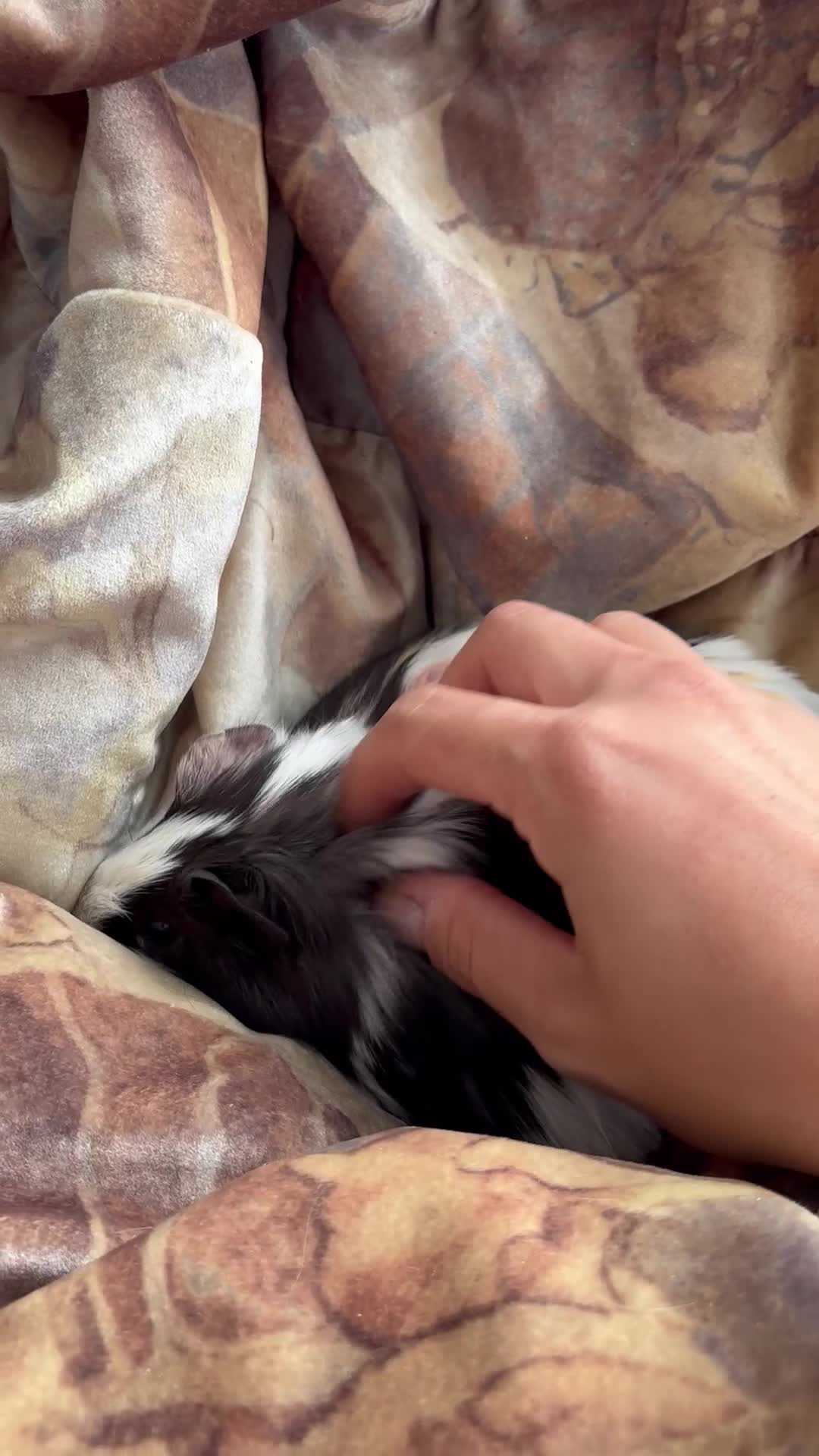 Guinea Pig rodents for sale: LONG HAIRED GUINEA PIGS 2 Boys 1 Girl - Video 1