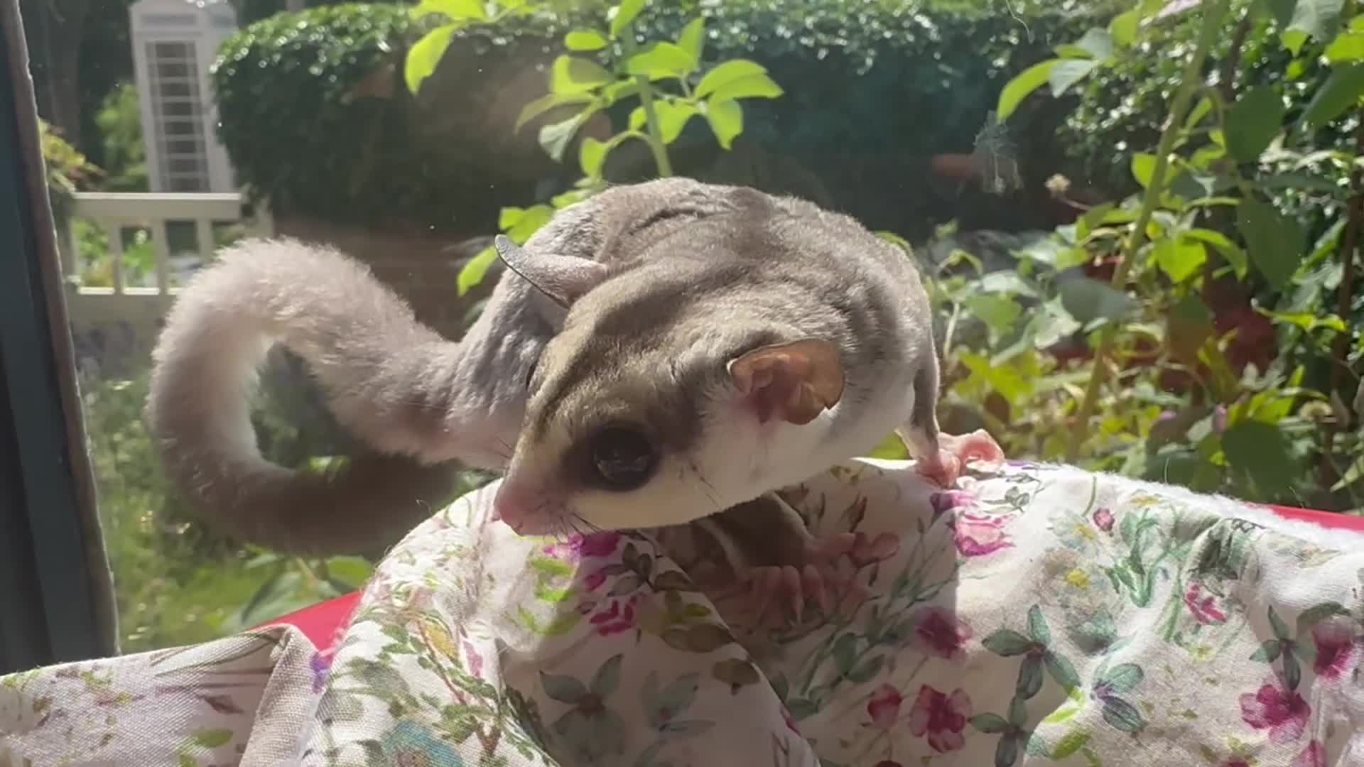 Sugar Glider rodents for sale: Platinum Mosiac and white faced female - Video 1