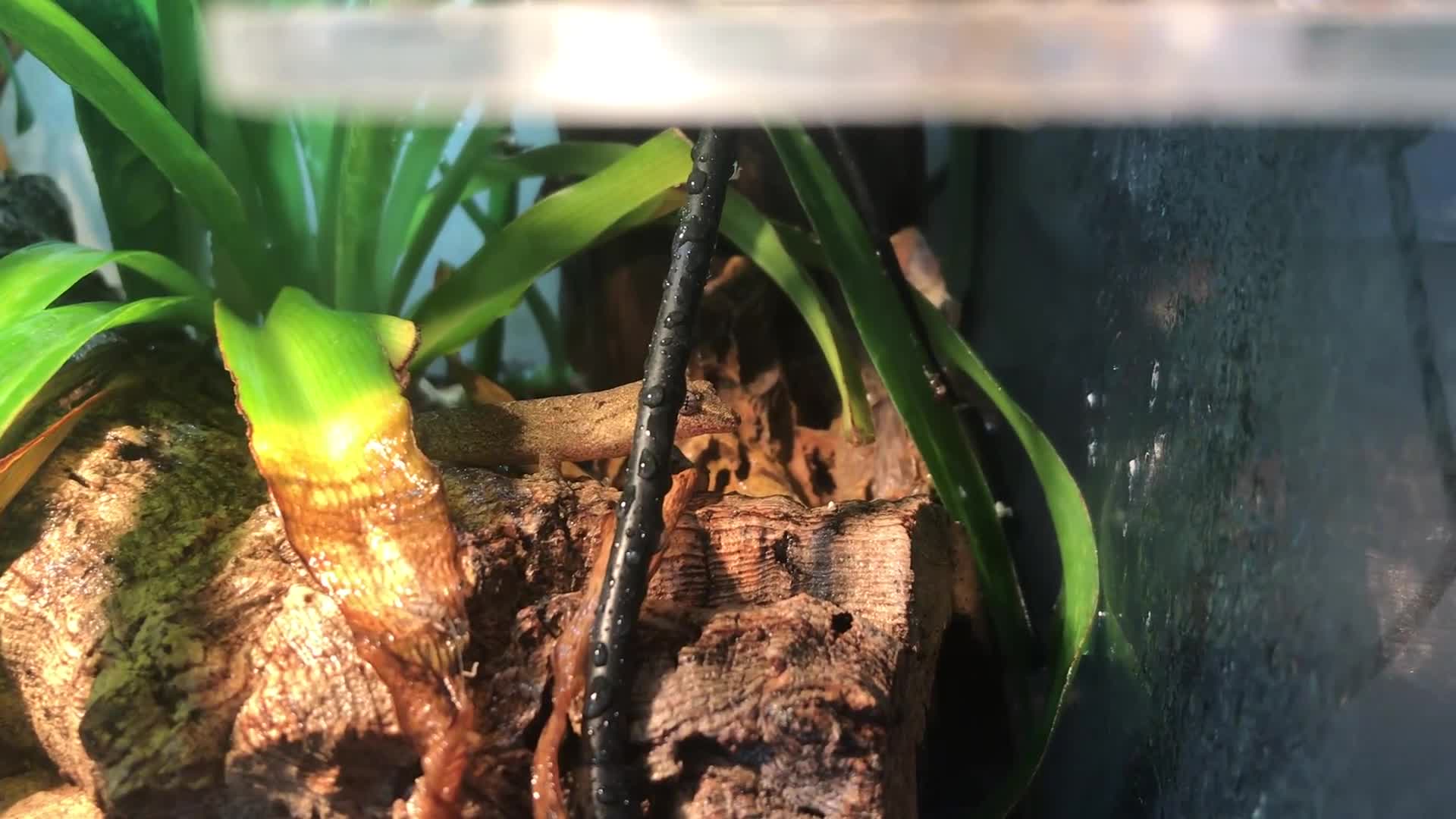 Gecko reptiles for sale: Mourning Geckos & Bioactive Tank - Video 1