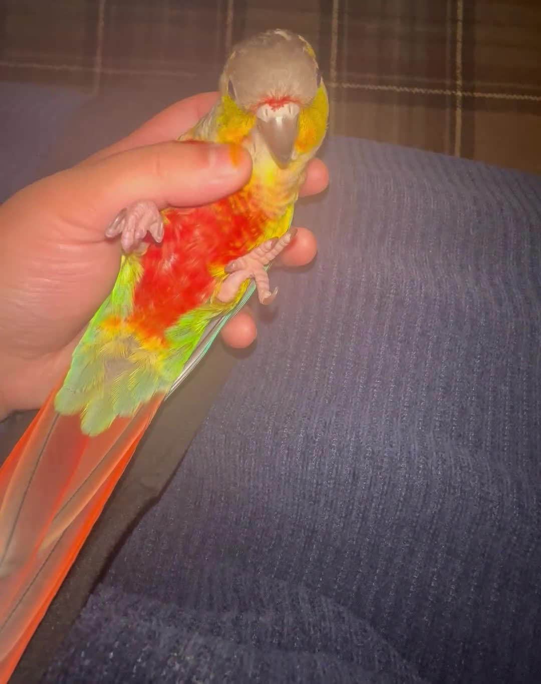 Conures birds for sale: Green cheek conure for sale - Video 1