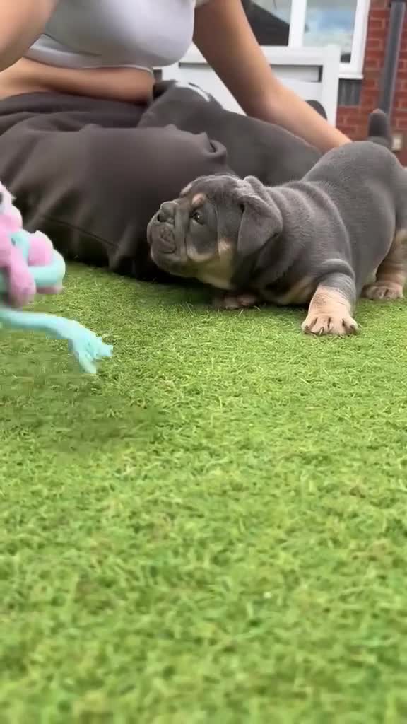 Mixed Breed dogs for sale: Stunning New England Bulldogs in Burntwood - Video 1