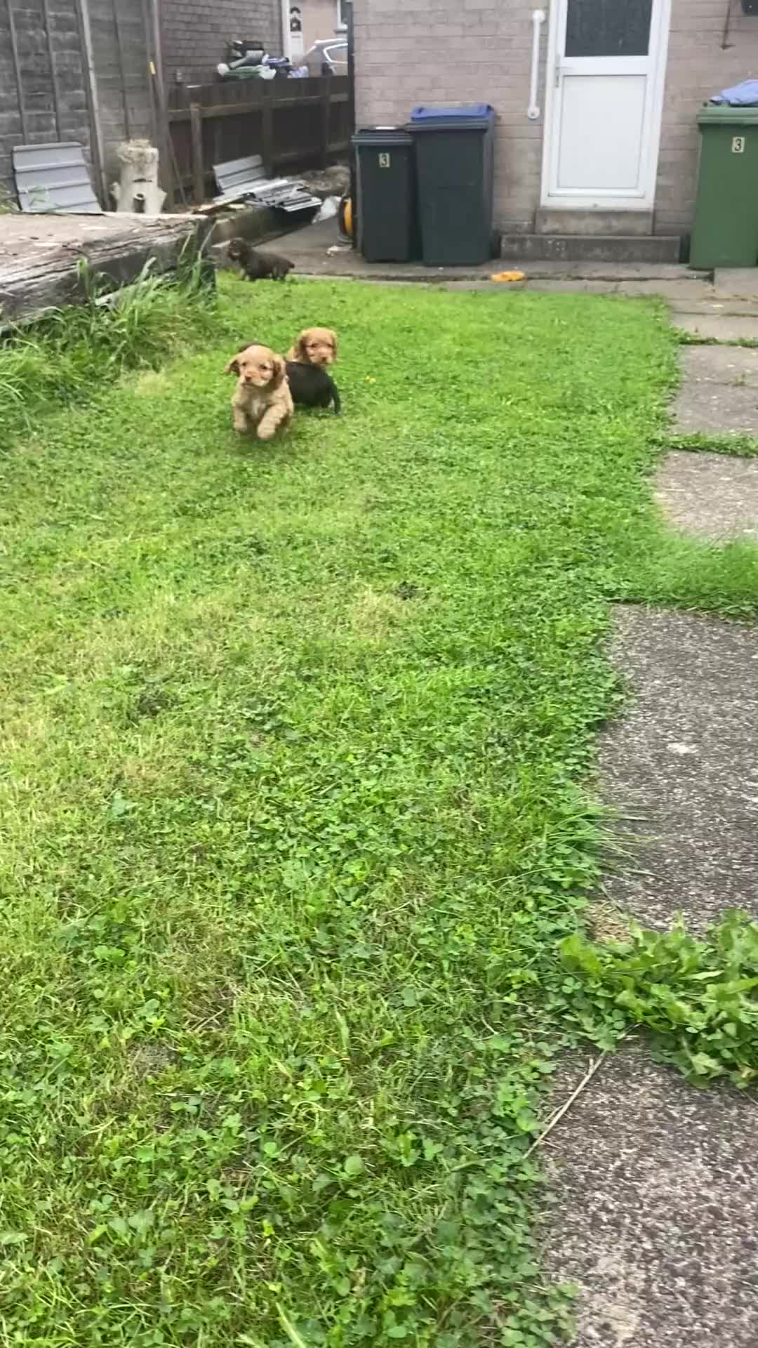 Cocker Spaniel dogs for sale: KC Registered Beautiful Cocker Spaniel Puppies  - Video 1