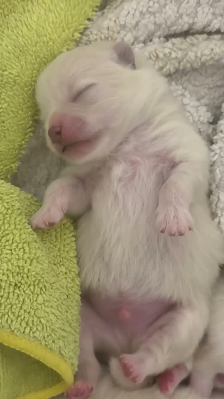 Pomeranian dogs for sale: ❤️🐾Beautiful KC registered Pomeranians - Video 1