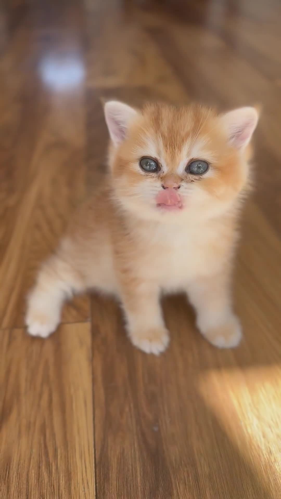 British Shorthair cats for sale: Girl Chocolate gold , TICA reg  - Video 3