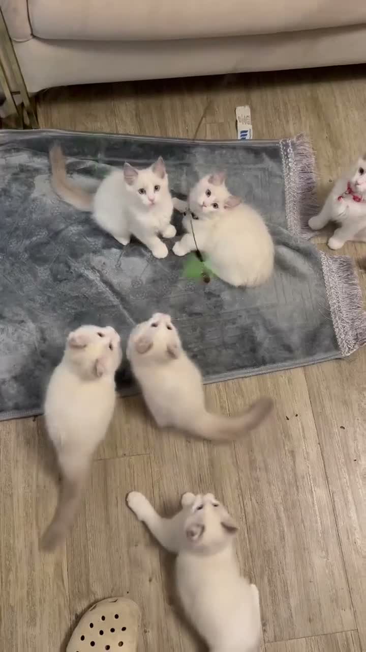 Ragdoll cats for sale: Adorable Playful and Cuddly Pedigree Ragdolls! - Video 2
