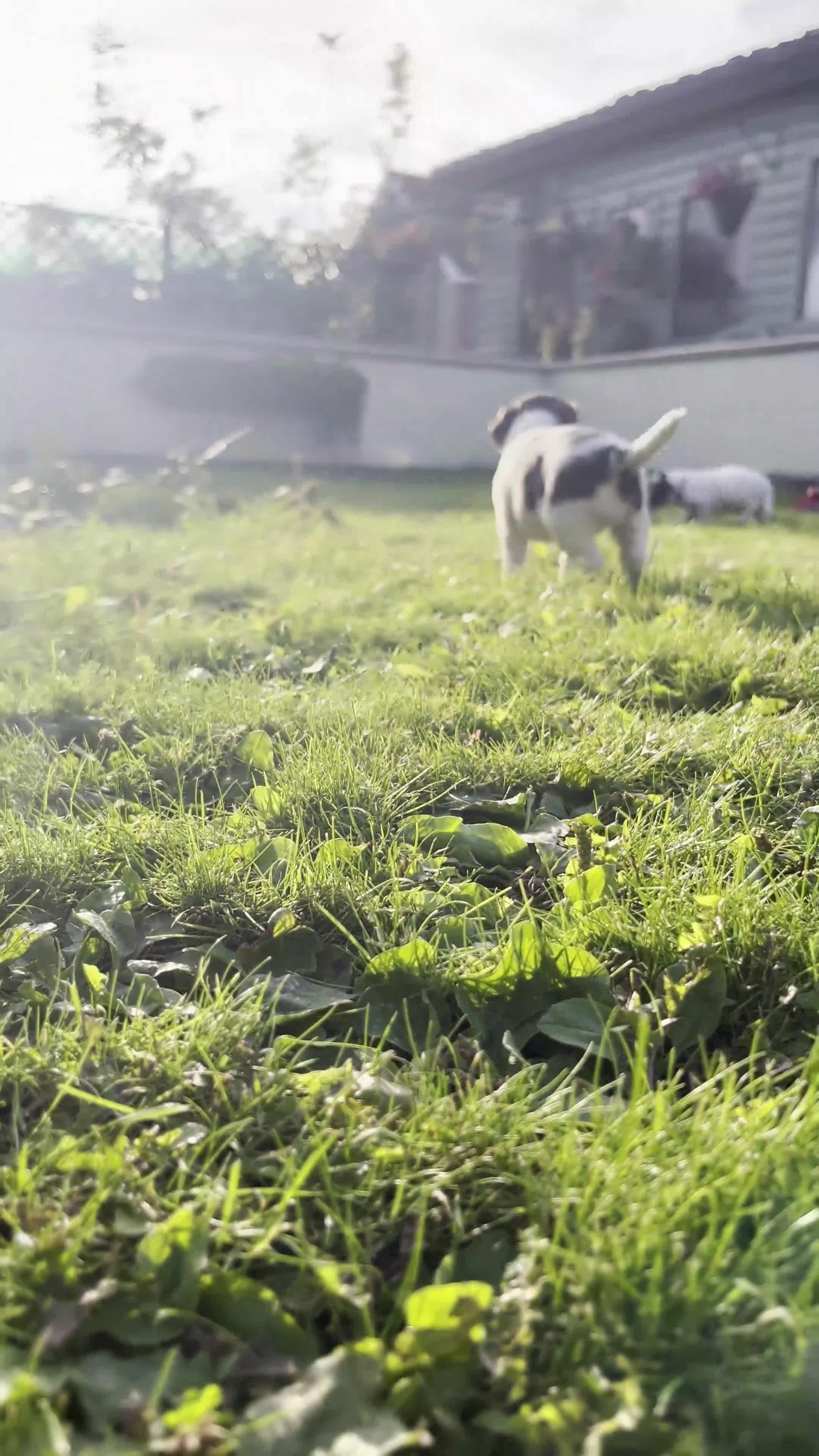 Sprocker dogs for sale: Sprocker Puppies - Video 1
