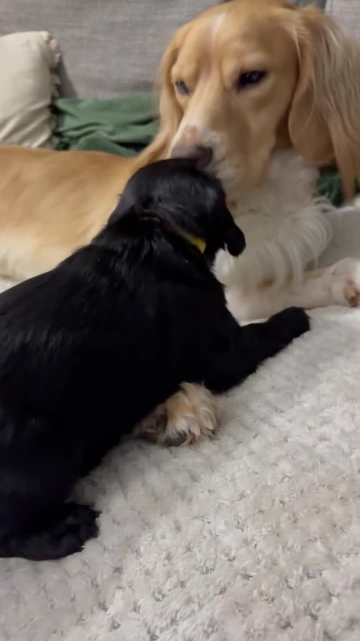 Cocker Spaniel dogs for sale: Beautiful KC Cocker Spaniel Pups - Black - Video 4