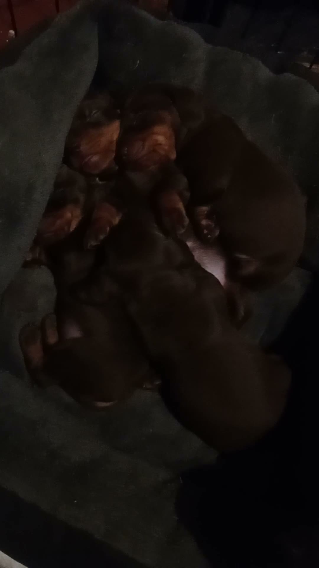 Miniature Dachshund dogs for sale: KC Miniature Dachshund Puppies for sale - Video 2