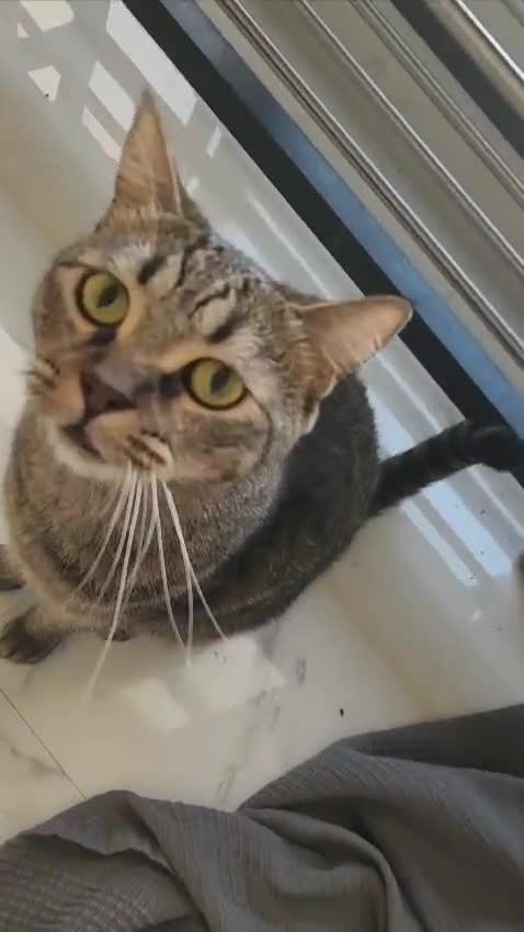 Domestic Shorthair cats for adoption: Elvis  - Video 1