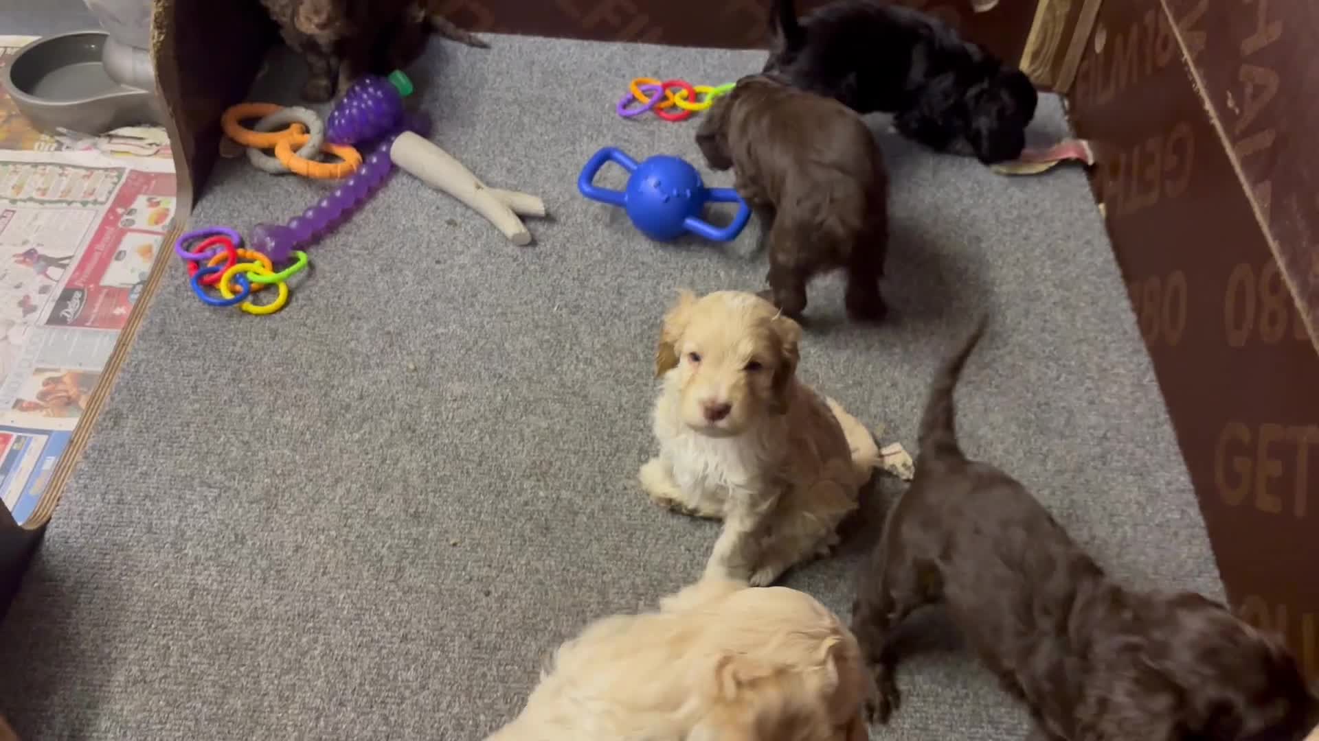 Cockapoo dogs for sale: Gorgeous Cockapoo puppies  - Video 1