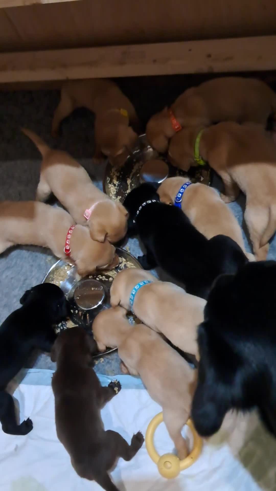 Labrador Retriever dogs for sale: Labrador Puppies - Video 2