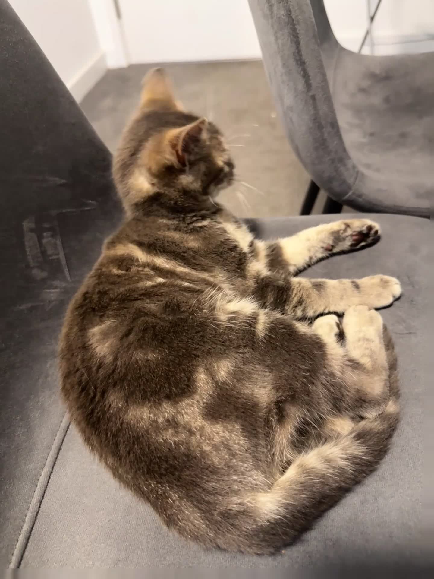 Bengal cats for sale: Bengal kitten  in Canterbury - Video 2