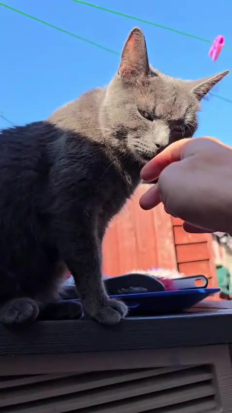 Mixed Breed cats for sale: 1/2 ragdoll  - Video 1