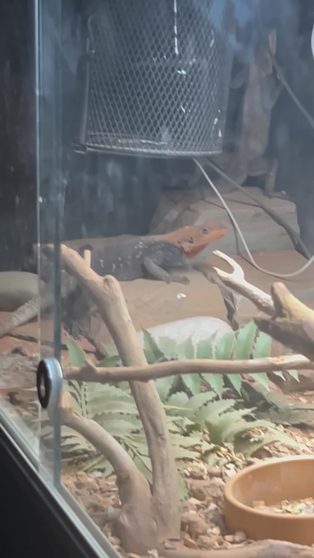 Dragon reptiles for sale: M&F Red headed Rock agama in Thornton-Cleveleys - Video 1