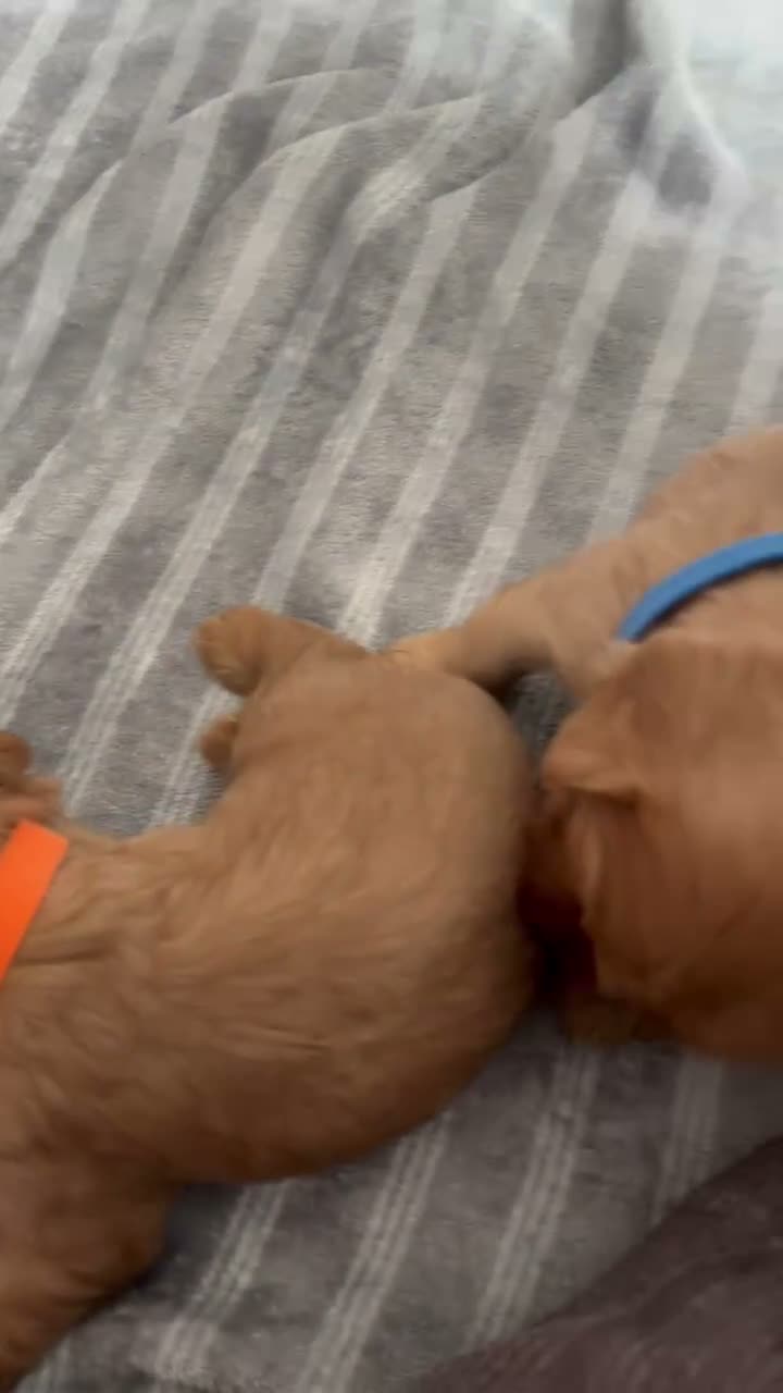 Cavalier King Charles Spaniel dogs for sale: Full Breed Cavalier King Charles Spaniels  - Video 1