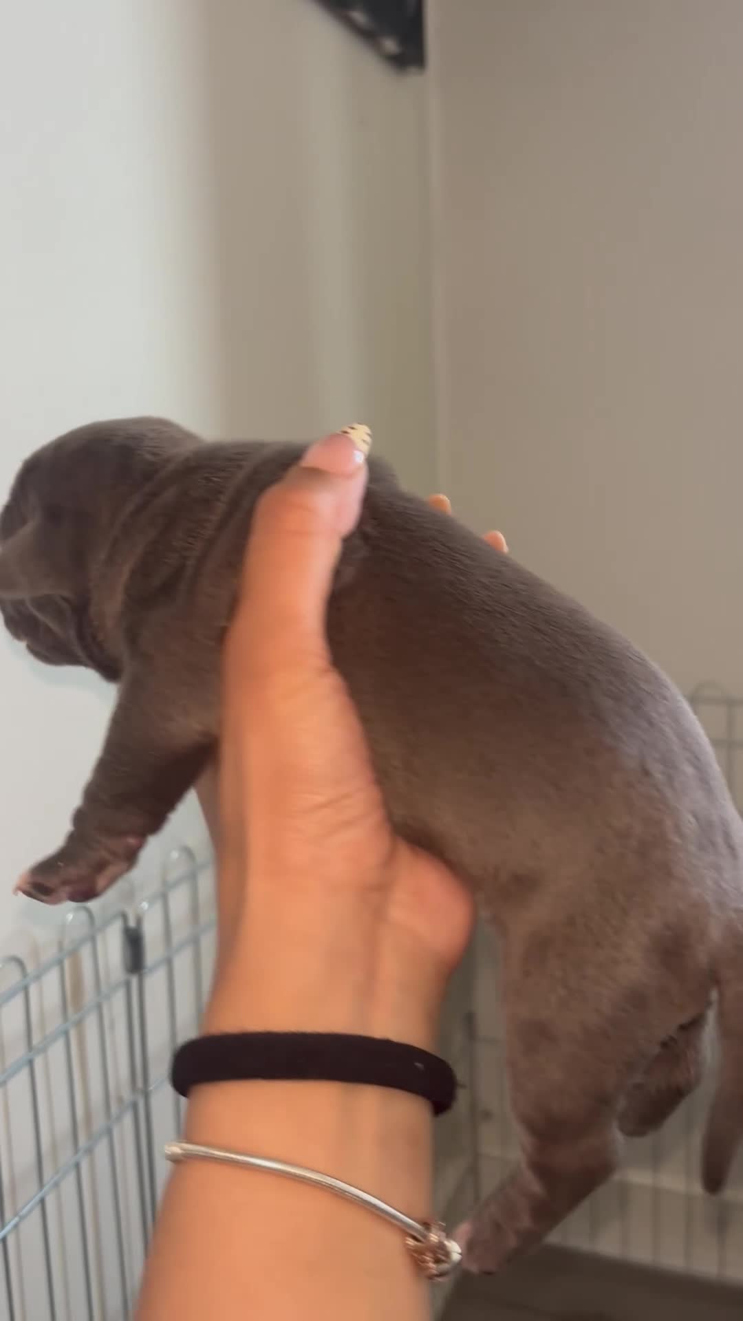 American Bully dogs for sale: Pocket bully puppies  - Video 3