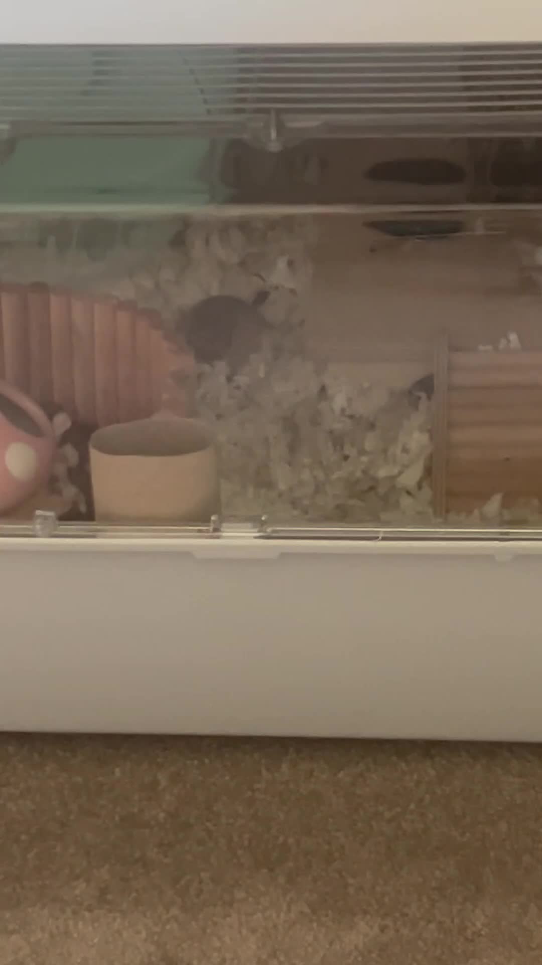 Hamster rodents for sale: Adopt Nacho 🐹  - Video 2